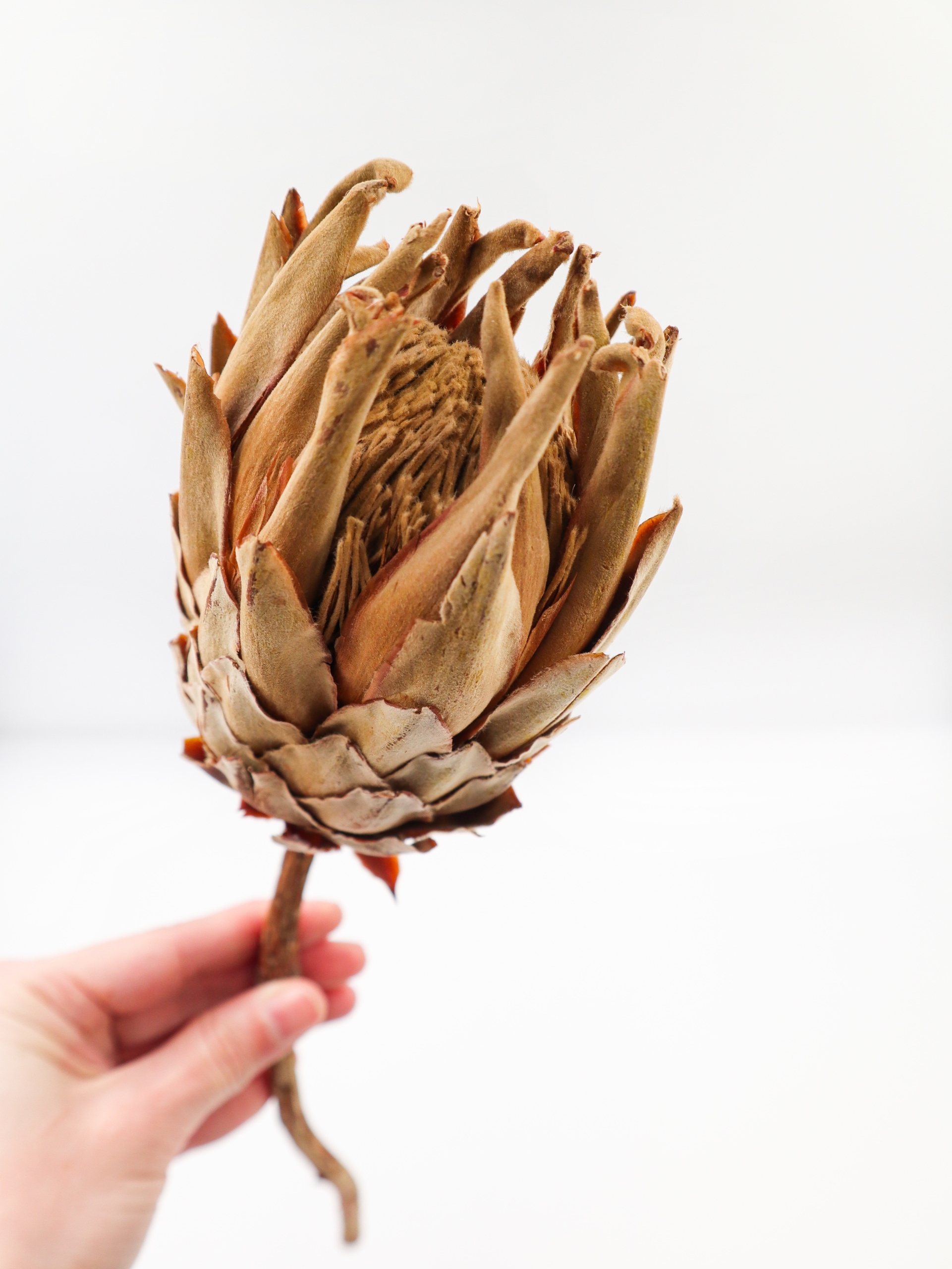 

Protea, susz egzotyczny do wazonu, suszone kwiaty