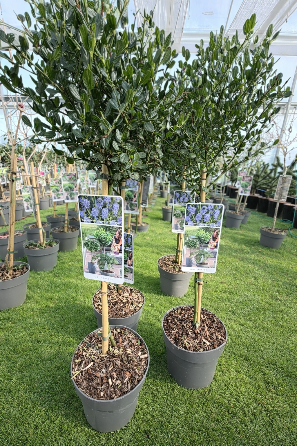 Prusznik Victoria Ceanothus – niebieska gwiazda Twojego ogrodu