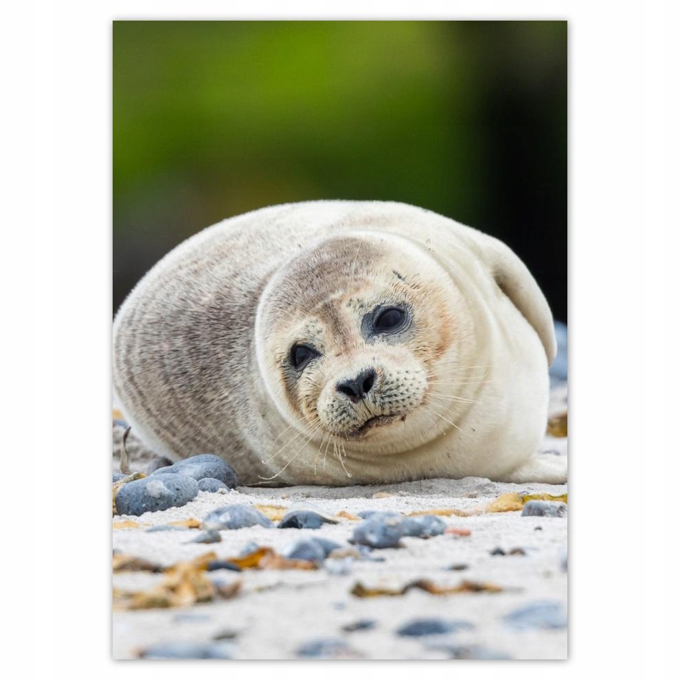 

Naklejki 50x70 Zwierzęta Zwierzątka