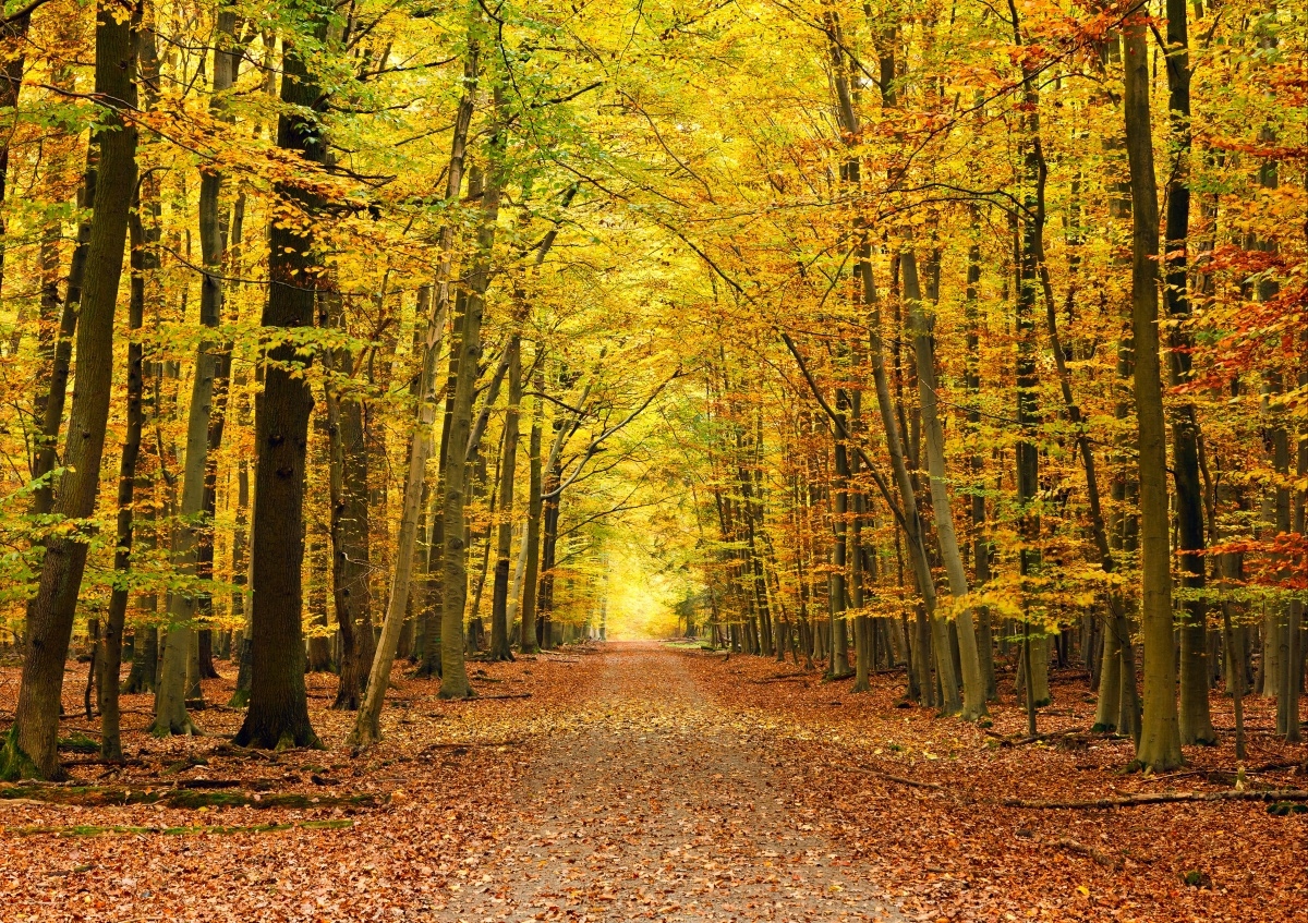 

Fototapeta Flizelinowa Jesień alejka - 208x146