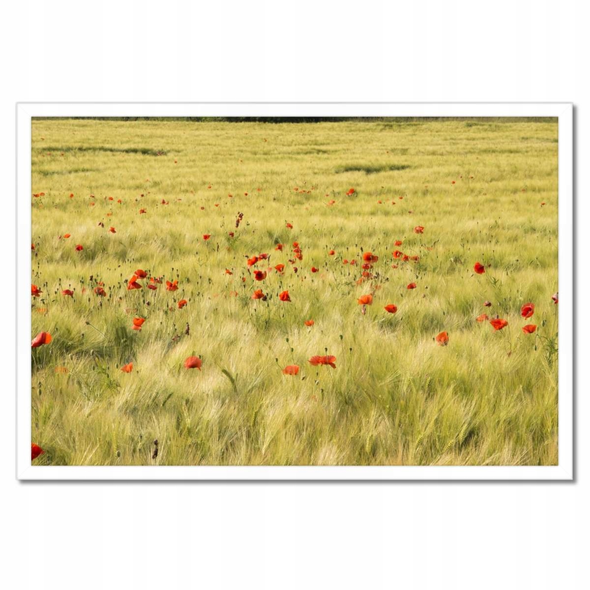 Plakáty v rámu 60x40 Maki na poli