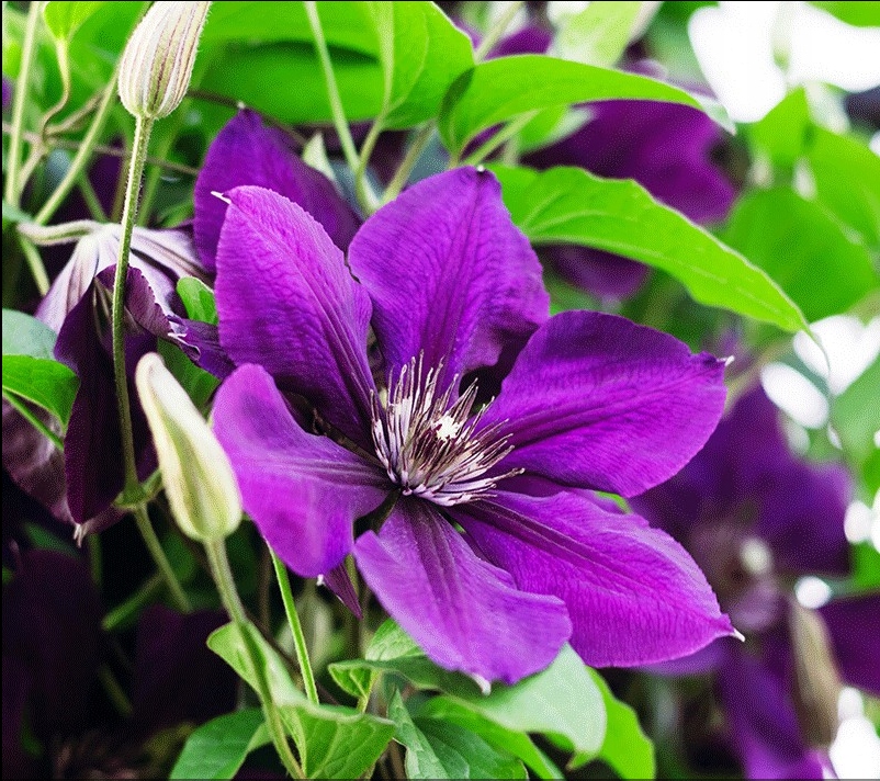 Powojnik Clematis MASA