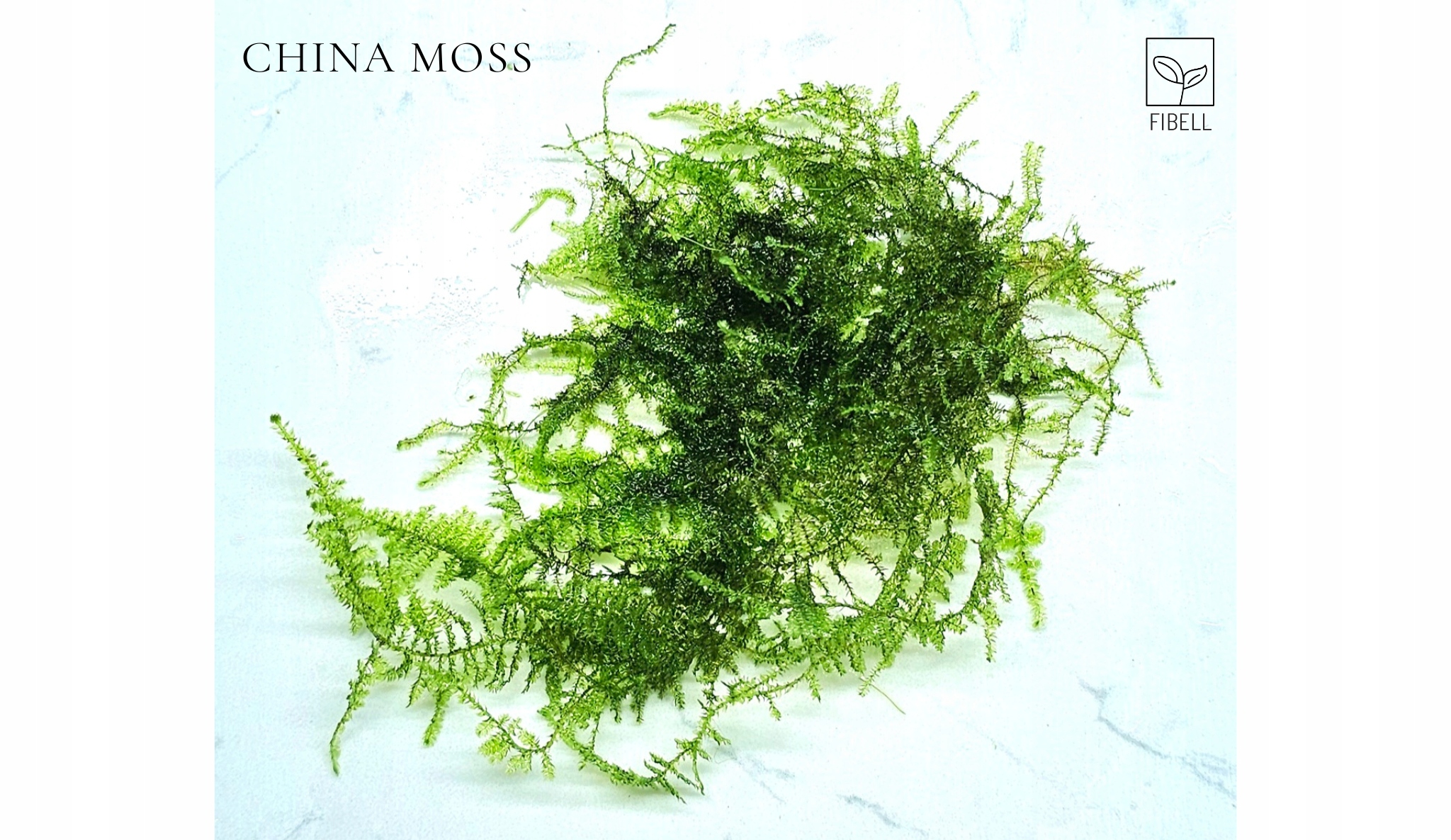 Mech China Moss -rarytas-od fibell