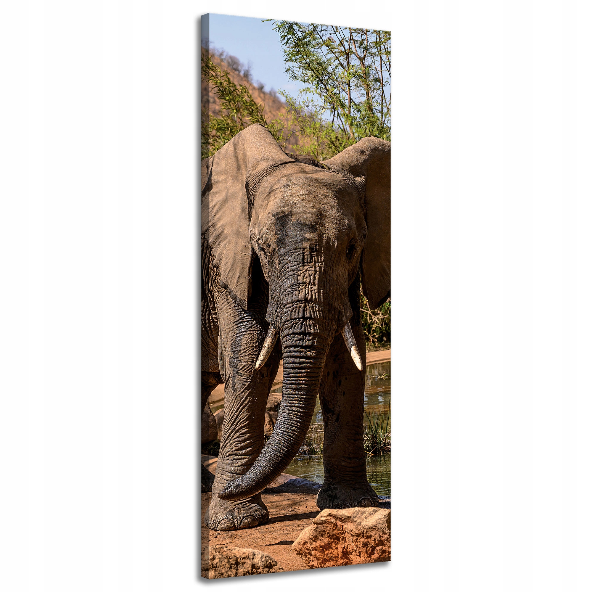Obraz na plátně Slon Afrika Voda Bahno Slunce 40x120 cm
