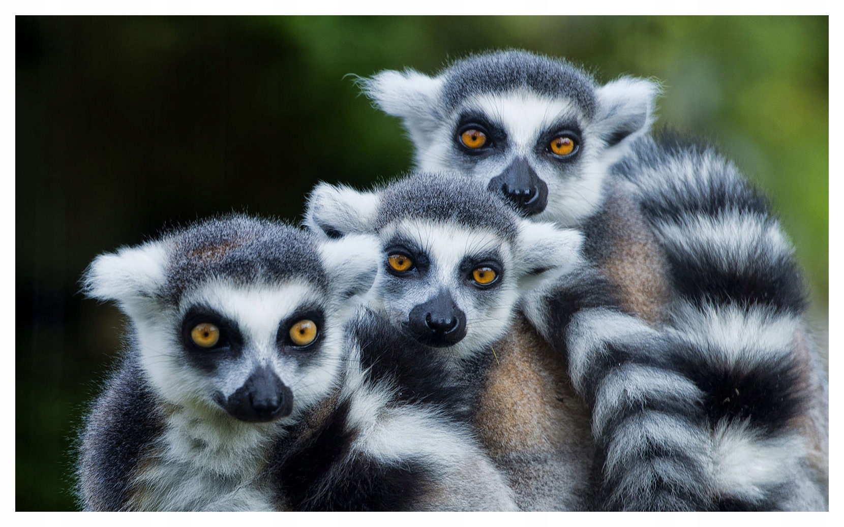 Fototapeta flizelina Lemury pohled exotika Afriky teplo 208x146 lepidlo