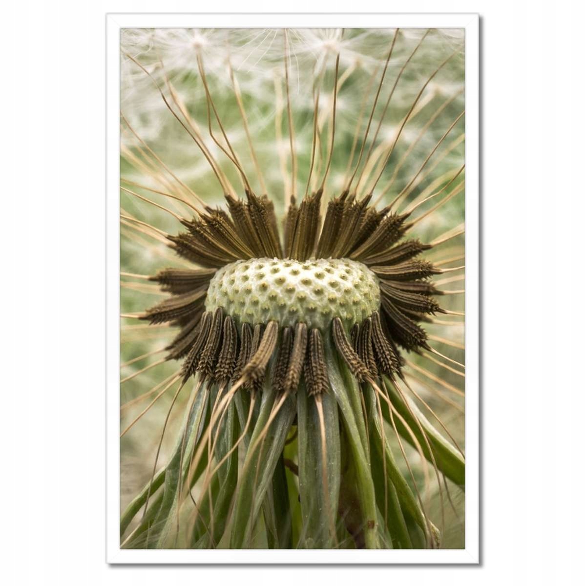 Plakáty v rámu 40x60 Pampeliška makro fotografie