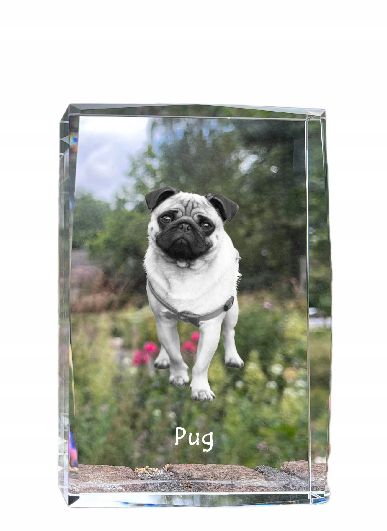 Mops, Pug fotografia psa v kryštáli, suvenír, trofej, poďakovanie