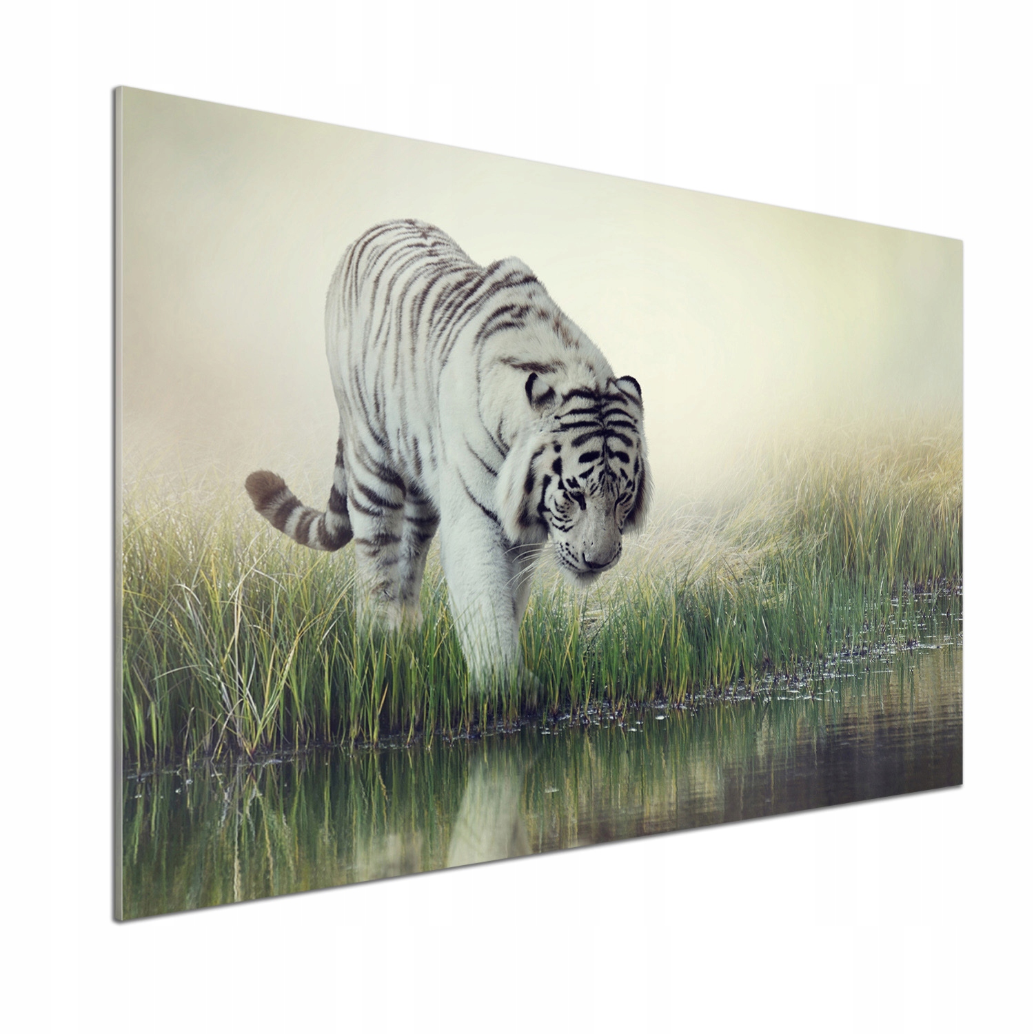 Dekoračný panel zo skla Biely tiger 100 x 70 cm Lepidlo