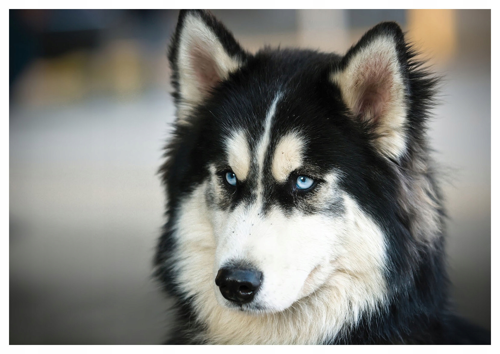 Vliesová fototapeta Husky portrét príroda pokoj krása 350x250 lepidlo