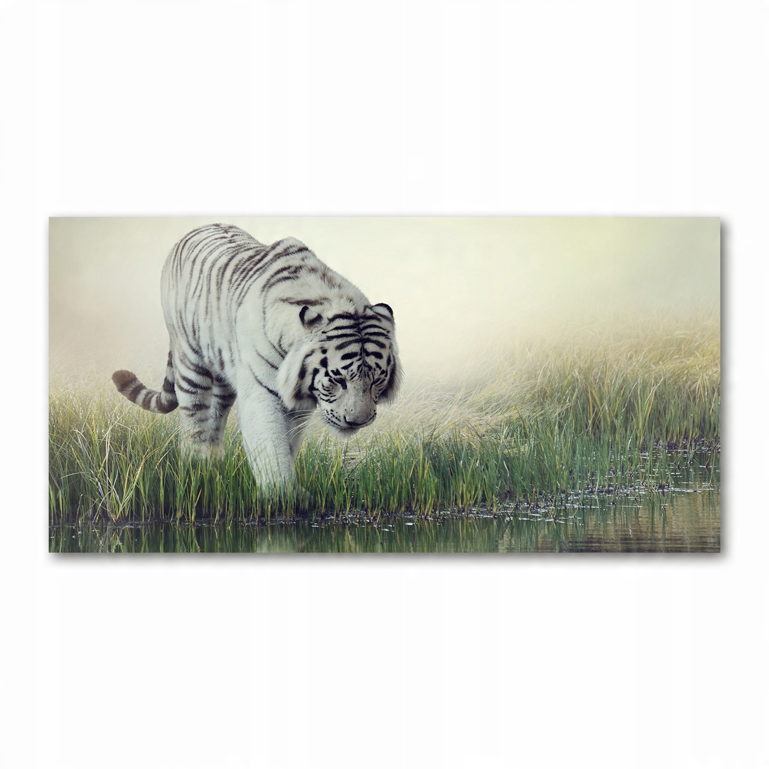 

Foto-obraz akrylowy Biały tygrys zdjęcie 140x70 cm