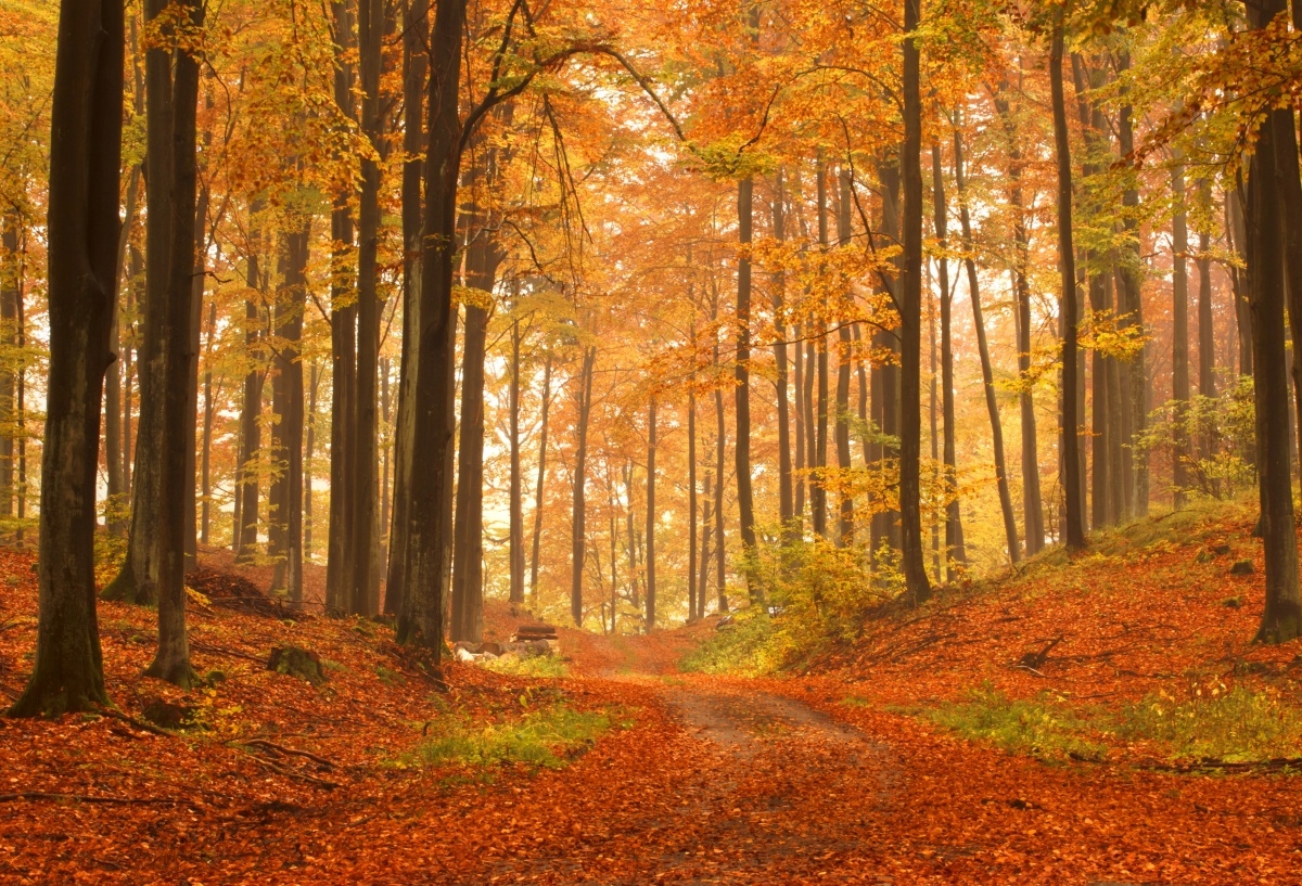 

Fototapeta Flizelinowa Las jesienią - 104x70