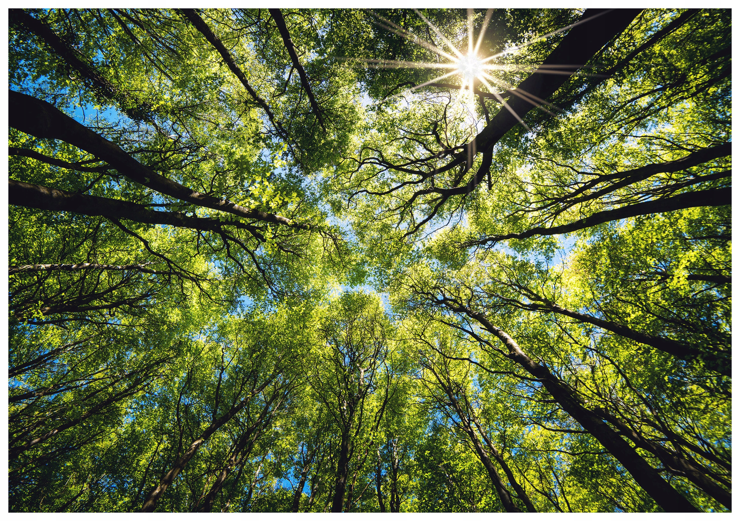 Fototapeta Lesní krajina Zelená pohádka 254x184 Sluneční stromy lepidlo