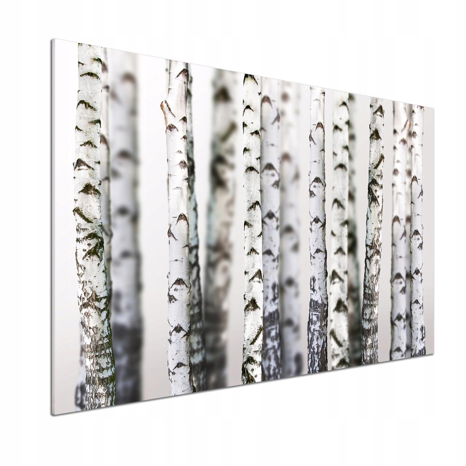 Panel dekor sklo Brezové kmene 100x70 cm Lepidlo