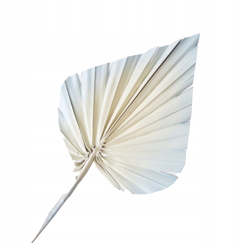 

Palma strzałka błękitno beżowa Miła Odmiana