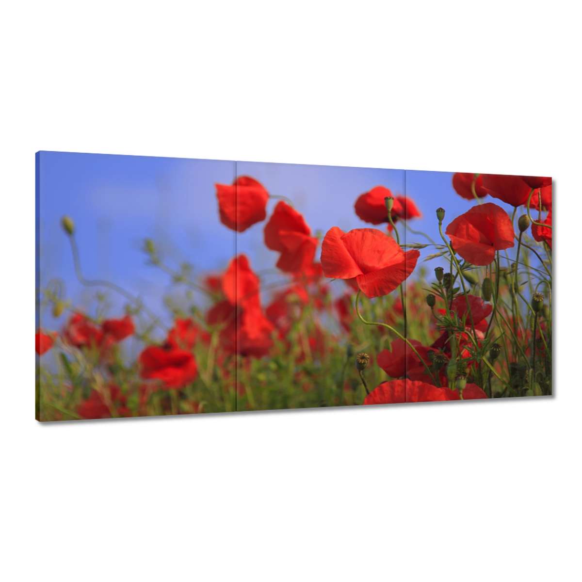 Obrazy 180x90 Maki na pozadí oblohy