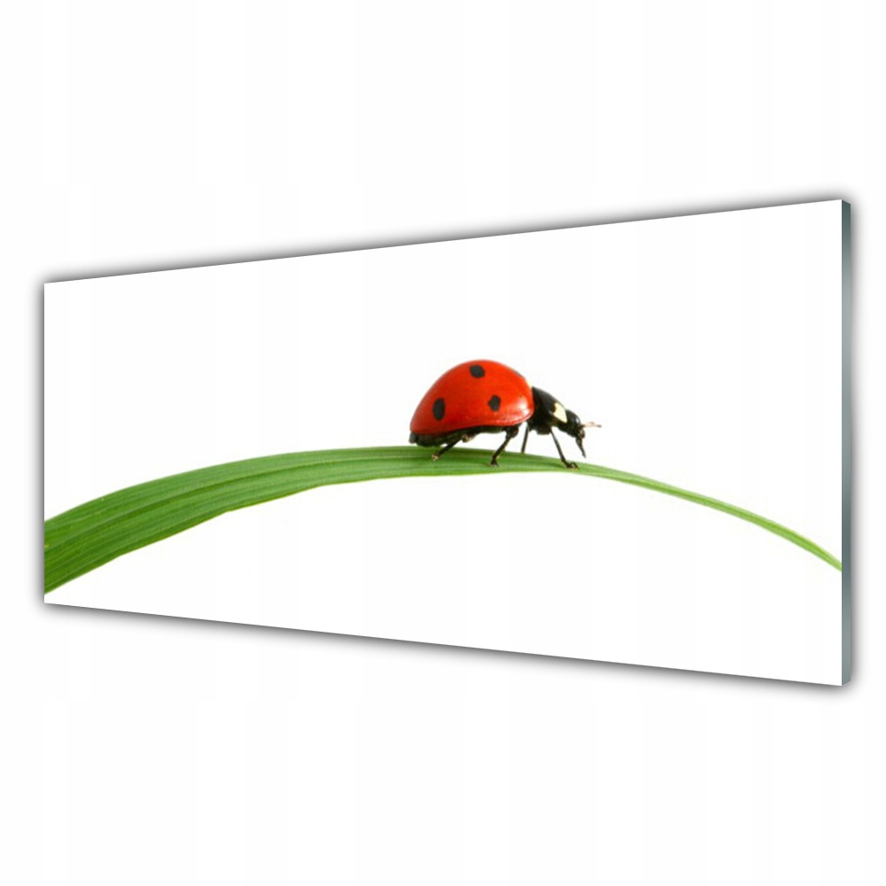 

Fotoobraz akryl z grafiką 125x50 Biedronka Natura