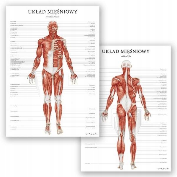 Zestaw 2 plansz anatomicznych układ mięśniowy