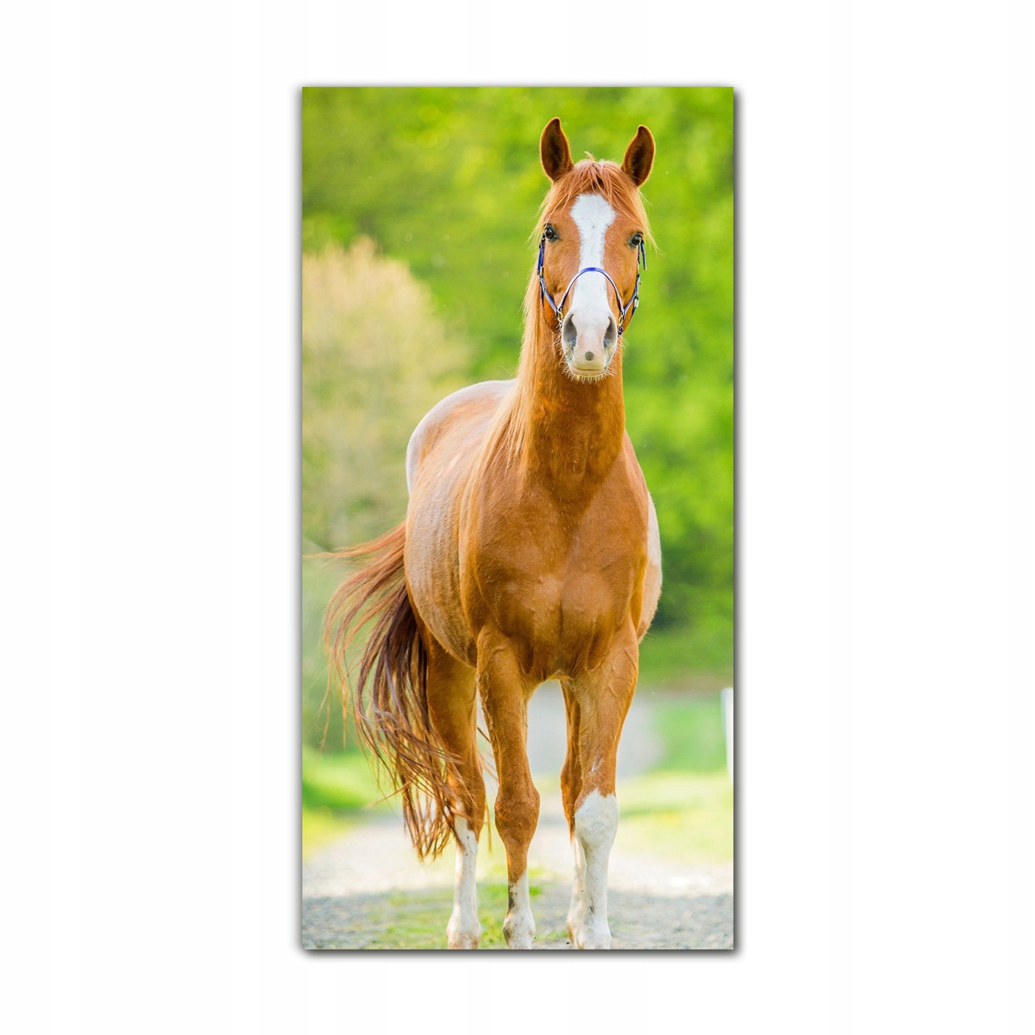 

Obraz szklany grafika do salonu 70x140 cm Koń las