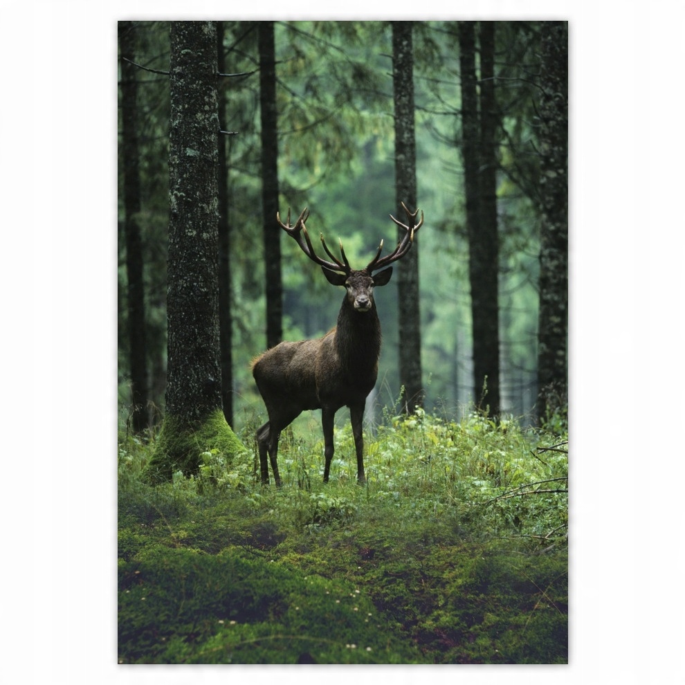 

Naklejki 70x100 Jeleń Jelenie Las