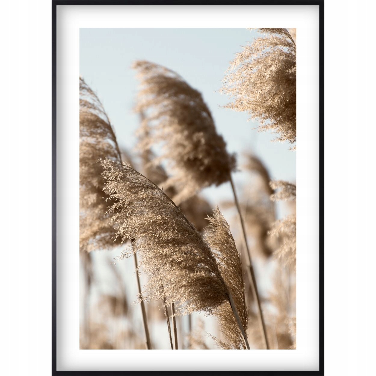 Plakat 100x70 Obraz Boho Suche Trawy Pampas Sucha Trawa Beżowy Beż Natura