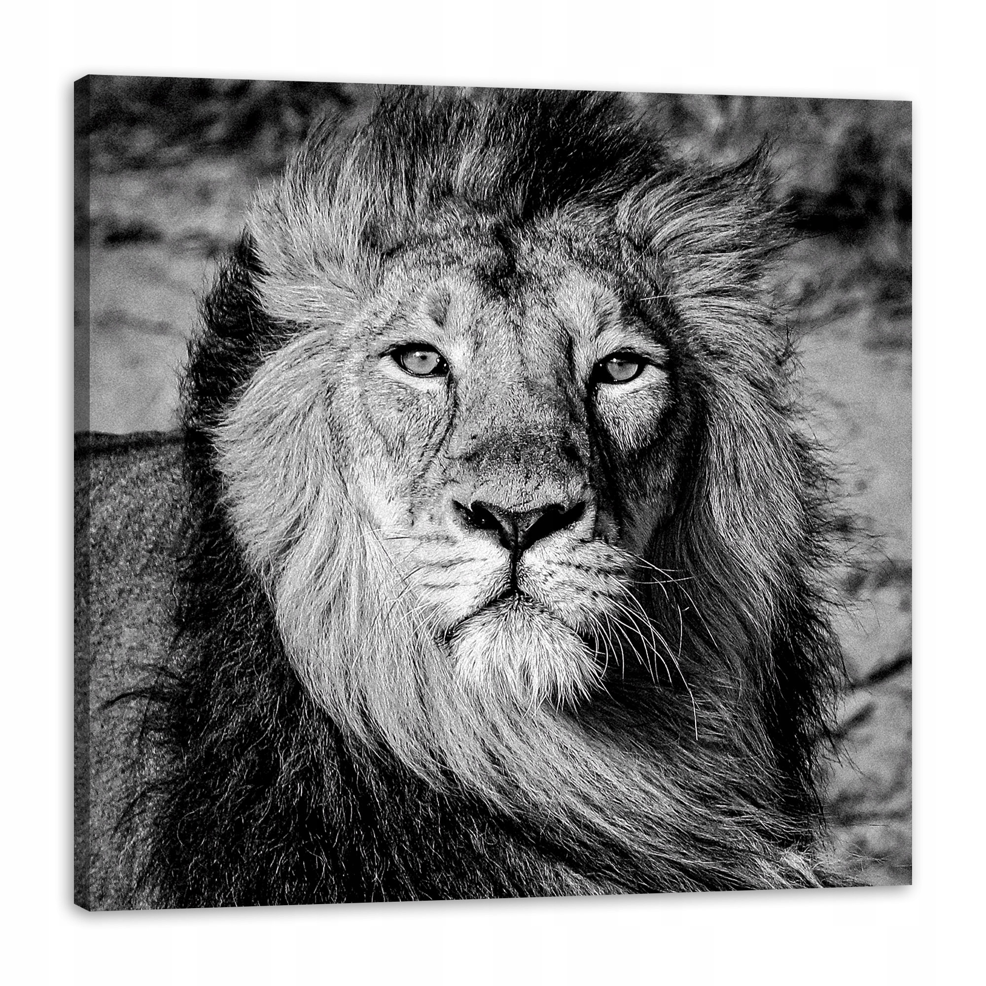 Obraz na plátně Šedá Hříva Lva Tvář Oči 80x80 cm Ideální jako dárek
