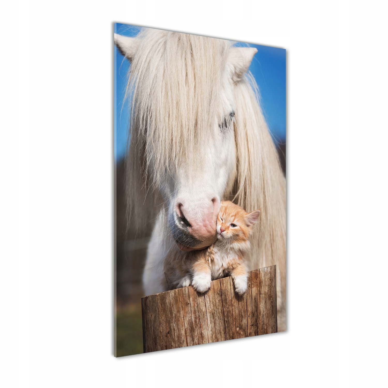 

Foto obraz na szkle Biały koń z kotem 60x120 cm