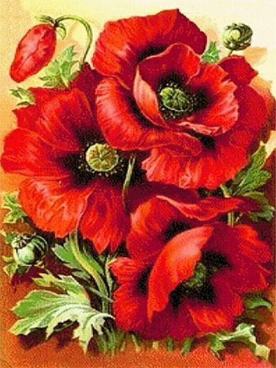 Diamantový obraz Plná výšivka maki 5D Diy malba