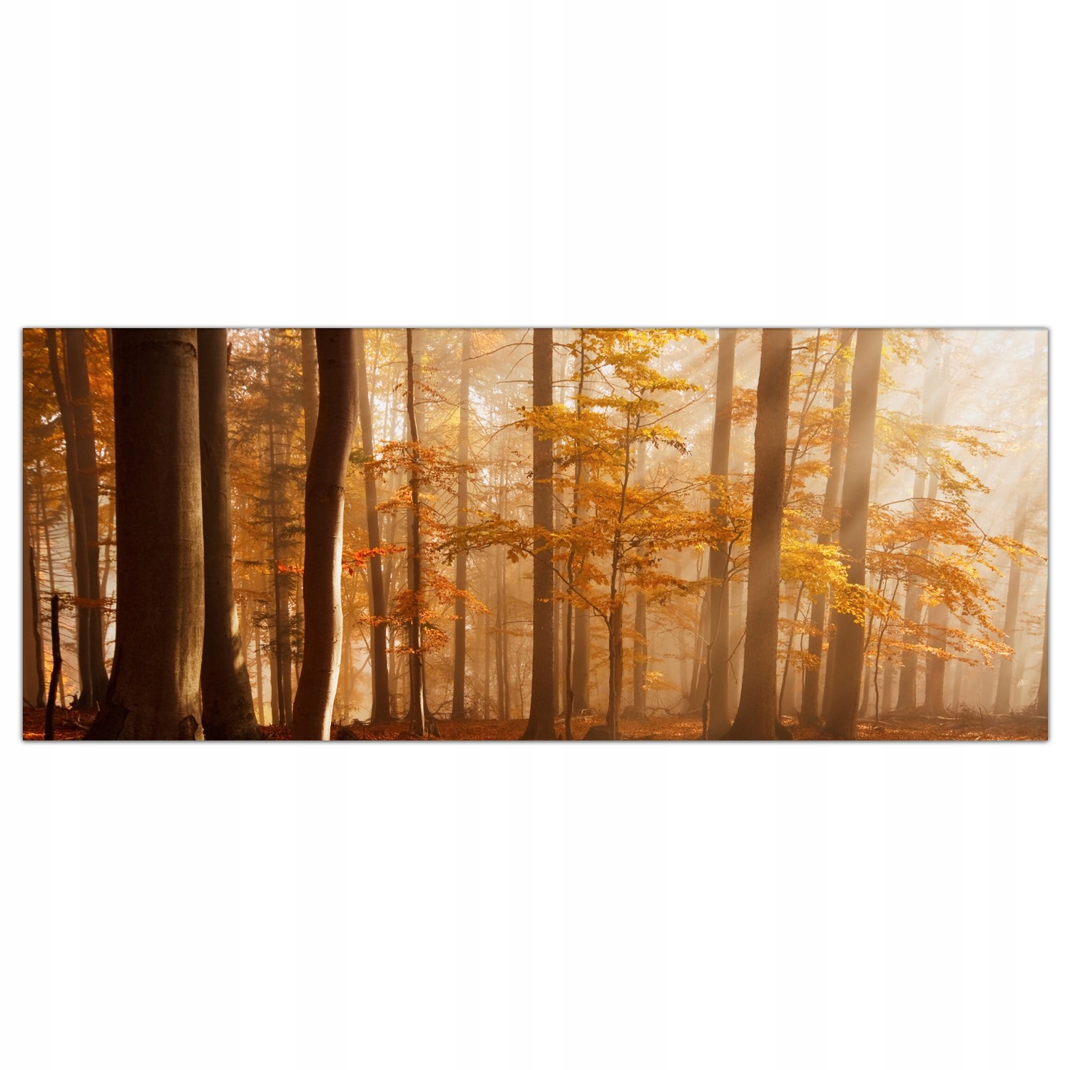 

Obraz Szklany Foto-obraz Jesień Las Drzewa 125x50