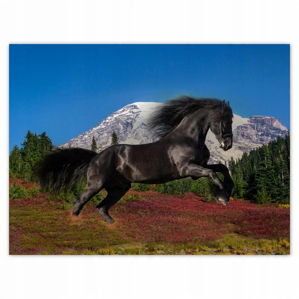 

Plakat 40x30 Ogier fryzyjski Koń Konie