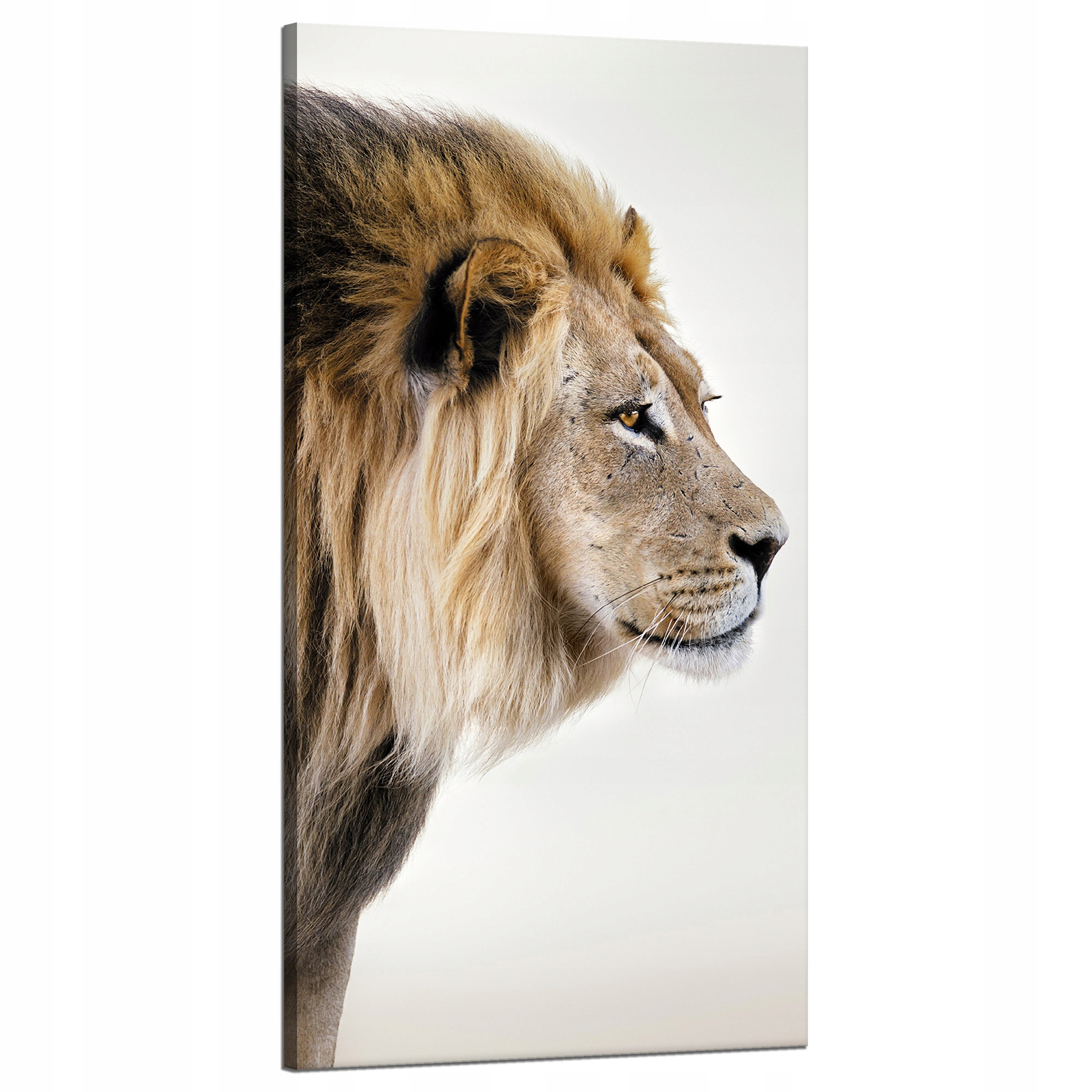 Obraz na plátně Zahleděný Lev Příroda Tvář 60x120 cm Ideální jako dárek
