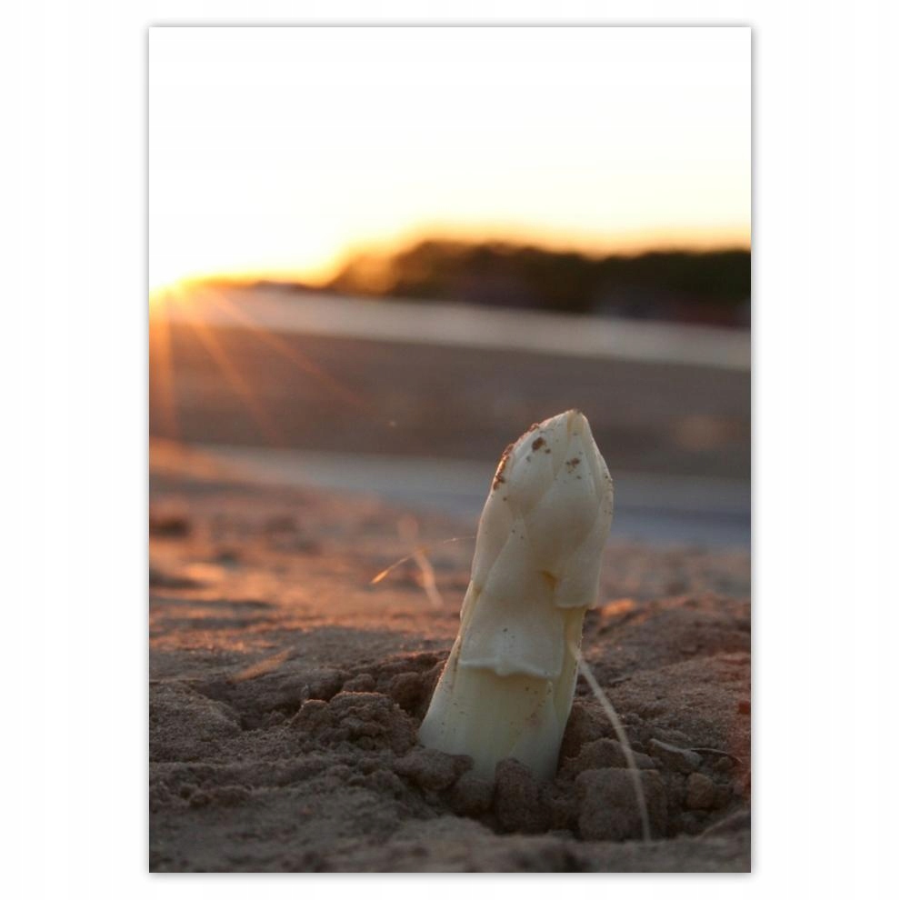 

Naklejki 50x70 Wzrost szparagów