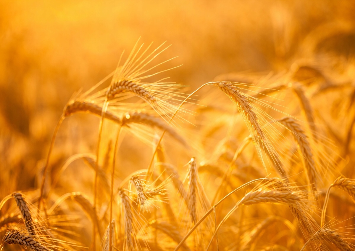 

Tapeta flizelinowa Pole pszenicy - 312x219