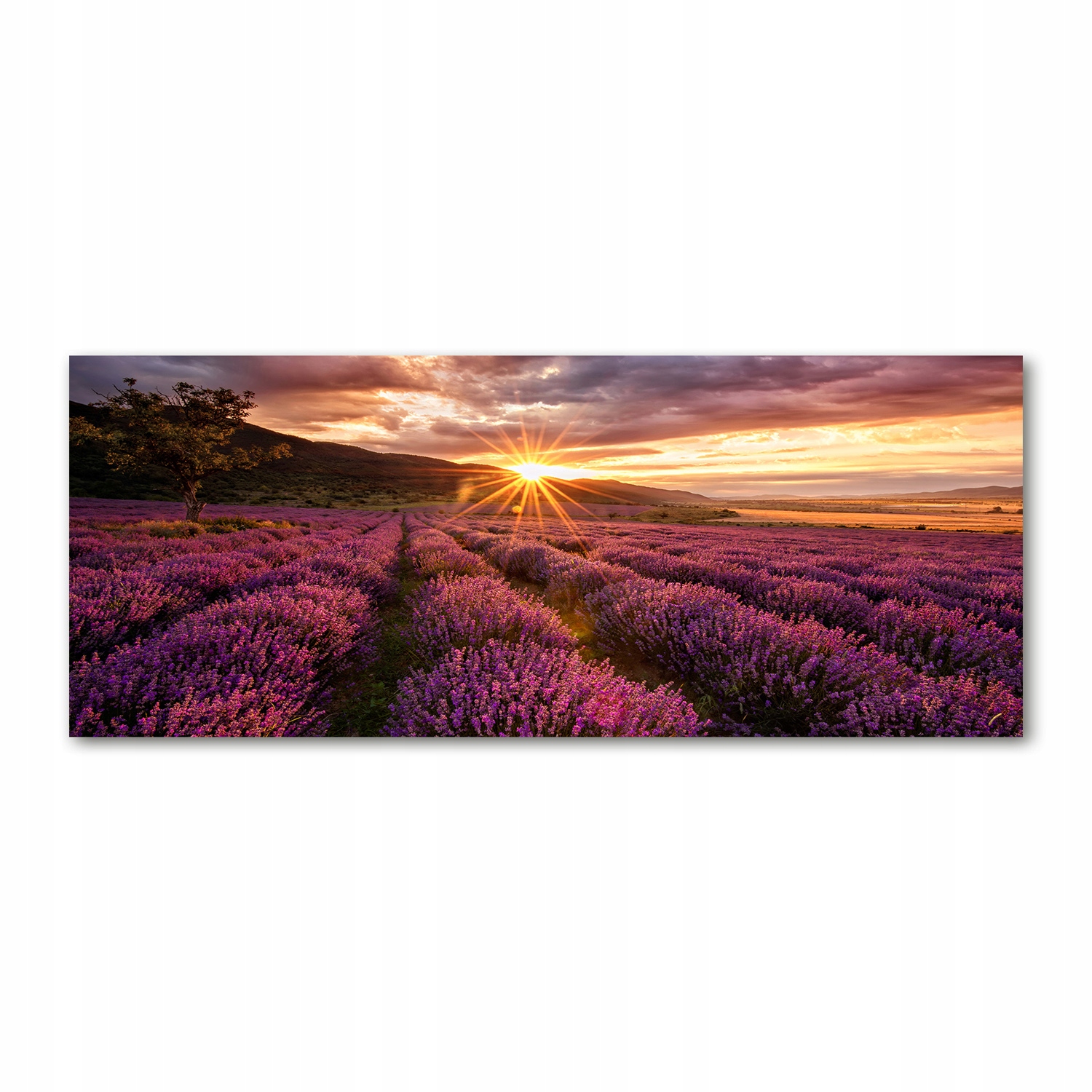 

Foto obraz akryl zdjęcie Pole lawendy 125x50 cm