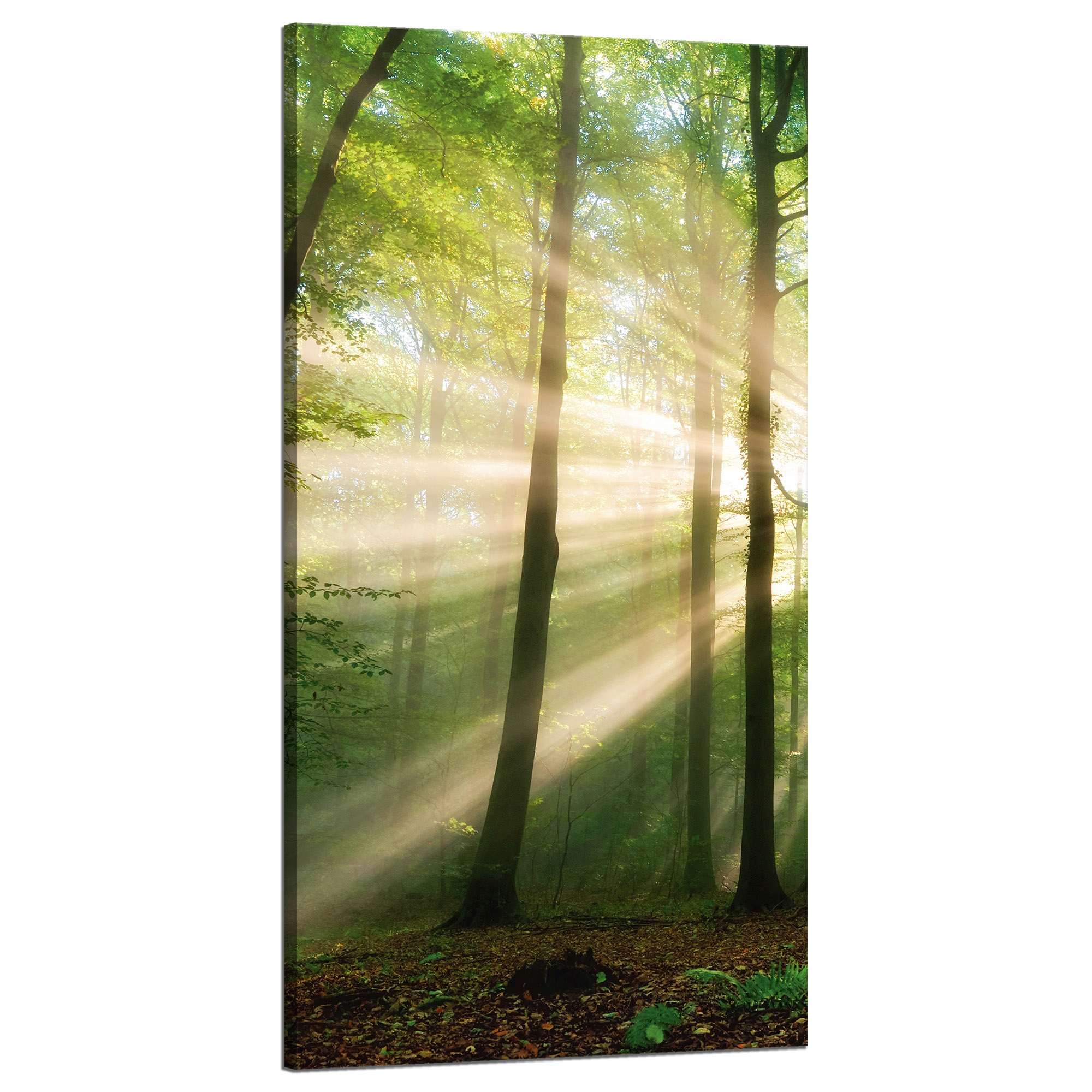 Obraz na plátně Slunce v lese Stromy Příroda 60x120 cm