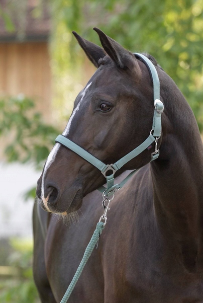 KANTAR DLA KONIA SHETTY DORIA ZIELONY COVALLIERO