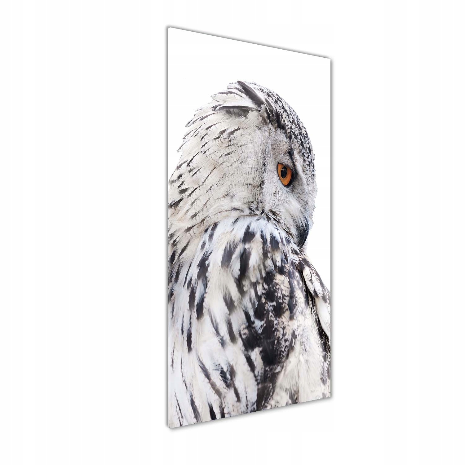 

Foto obraz akrylowy na ścianę Biała sowa 50x125cm