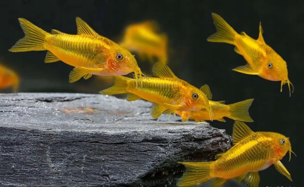 Kirys GOLD LASER - Corydoras CW 010 - ODŁÓW