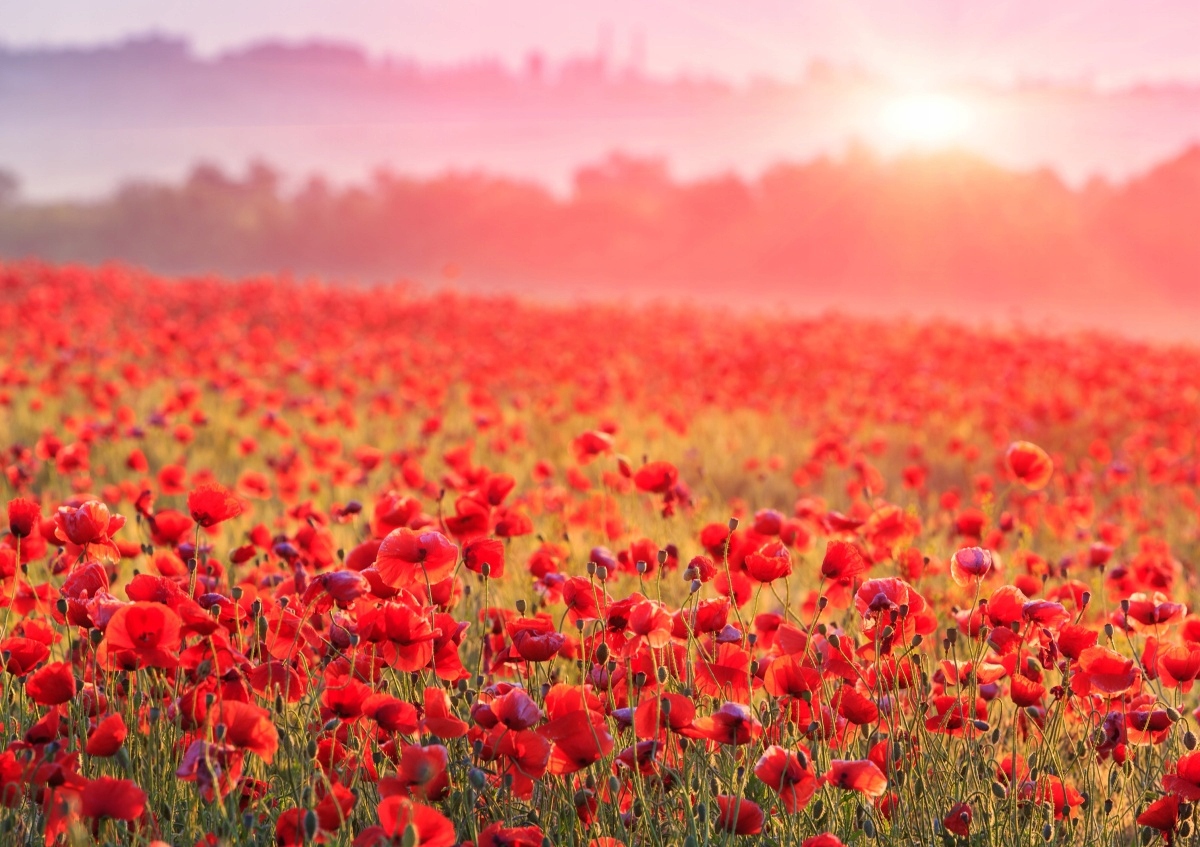 

Fototapeta Flizelinowa Pole z makami 208x146