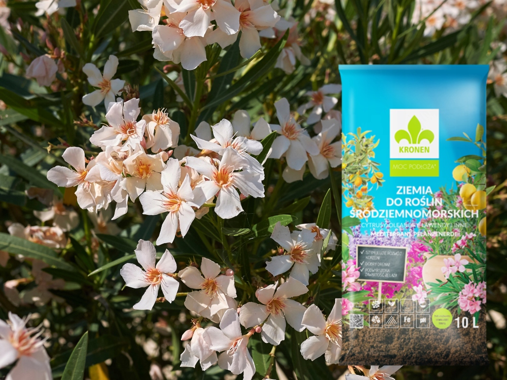 ZIEMIA DO OLEANDRÓW OLEANDRA OLIWEK OLIWKI KRONEN pH 5.5-6.5