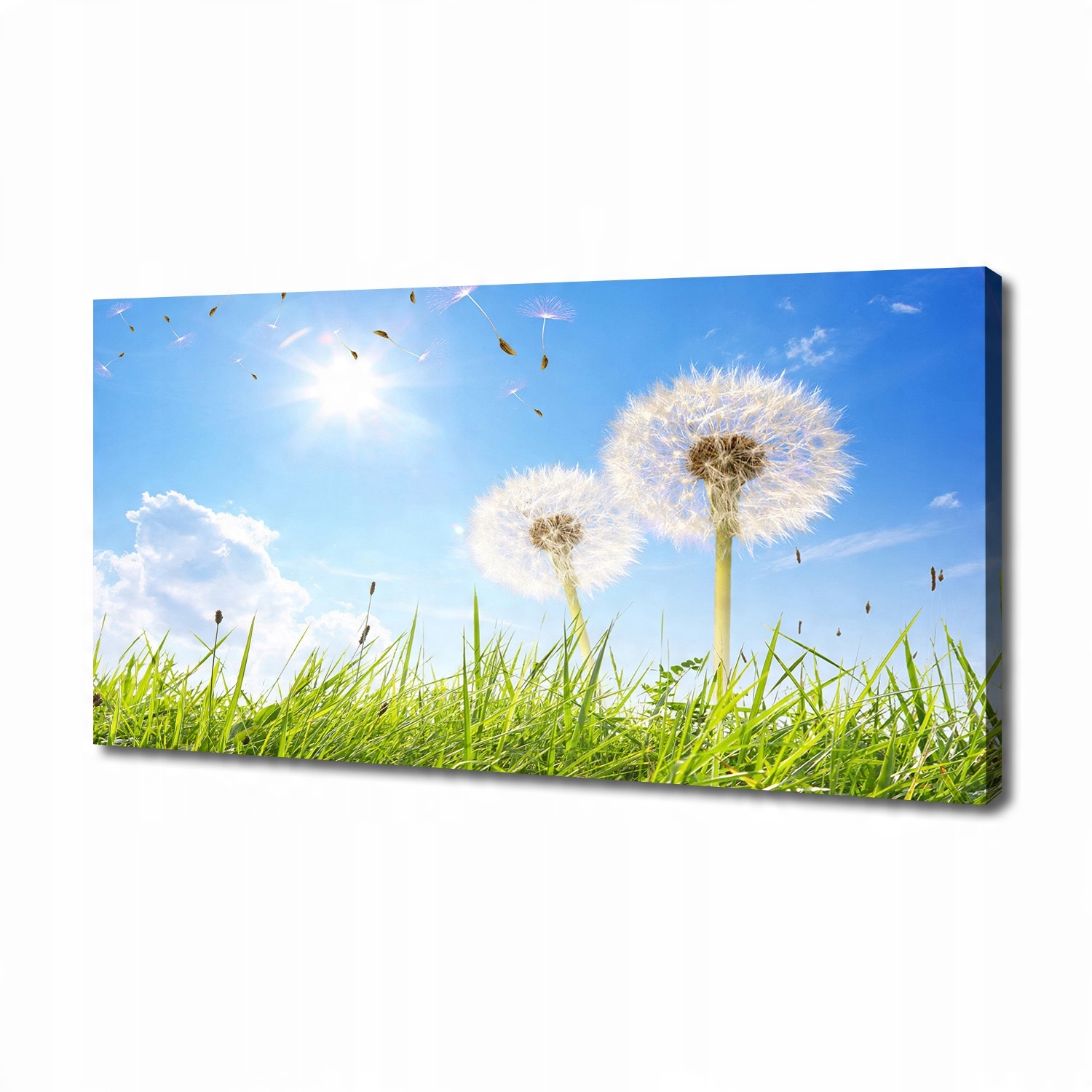 

Foto obraz canvas na ścianę Dmuchawce 140x70 cm
