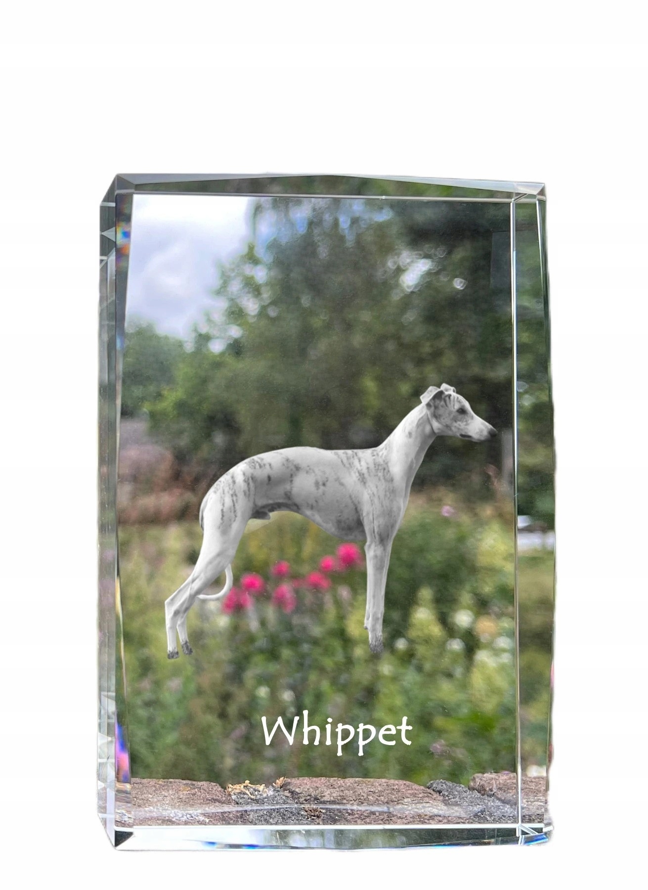 Whippet foto psa v kryštáli, suvenír, trofej, poďakovanie