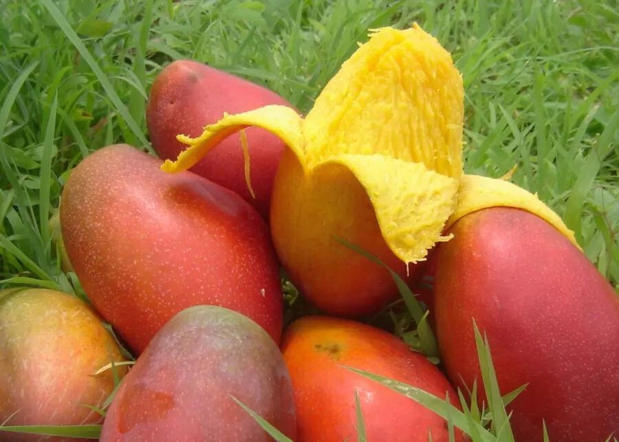 Mango liofilizowane Owoce Liofilizowane 20 g Rodzaj owoce