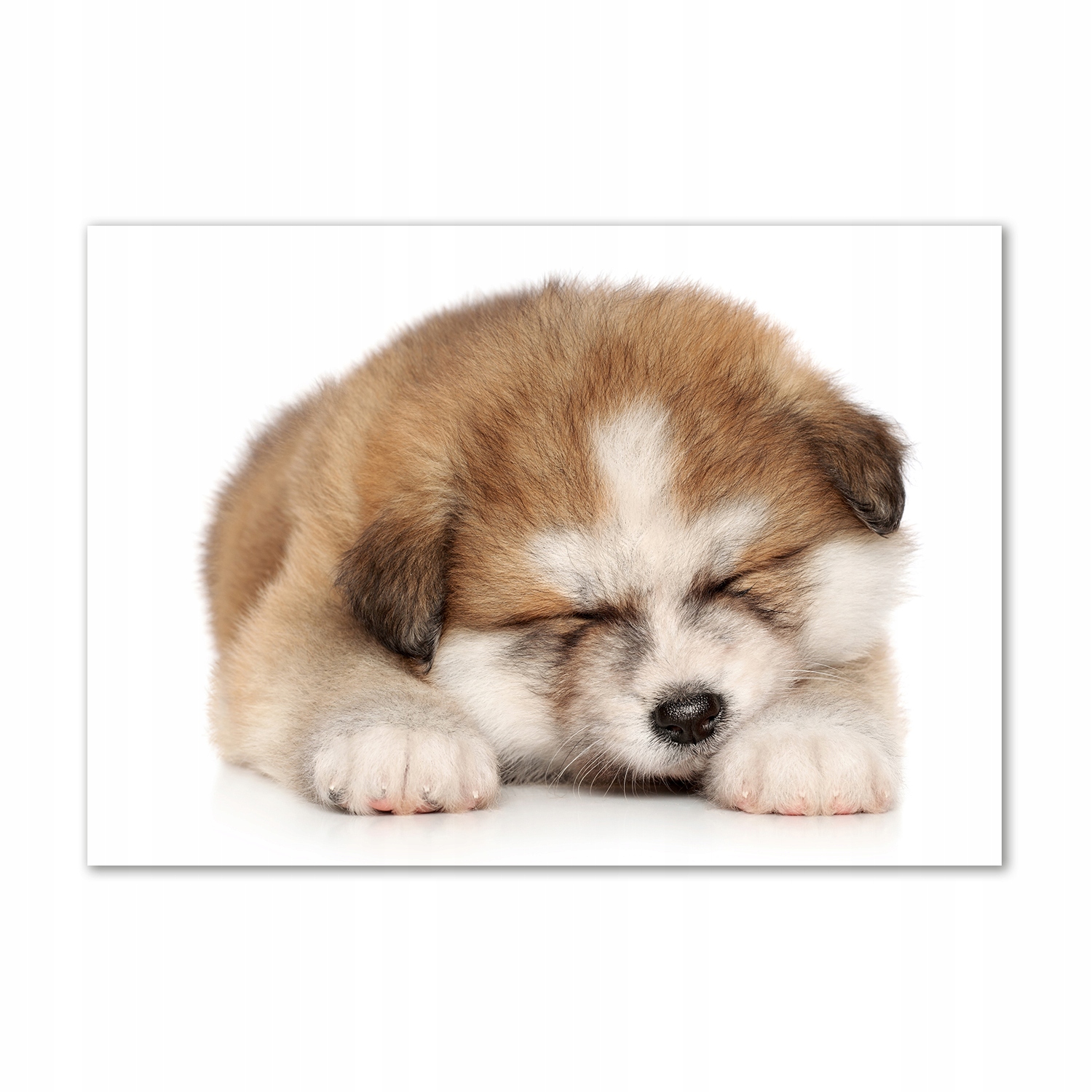 

Foto obraz szkło akryl Szczeniak Akita 100x70cm