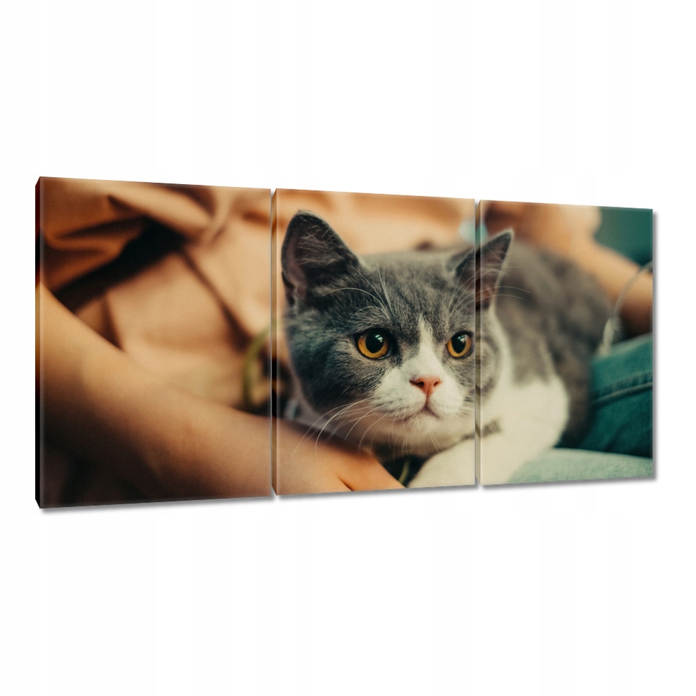 

Obrazy 120x60 Kot Kotek Kotki Koty