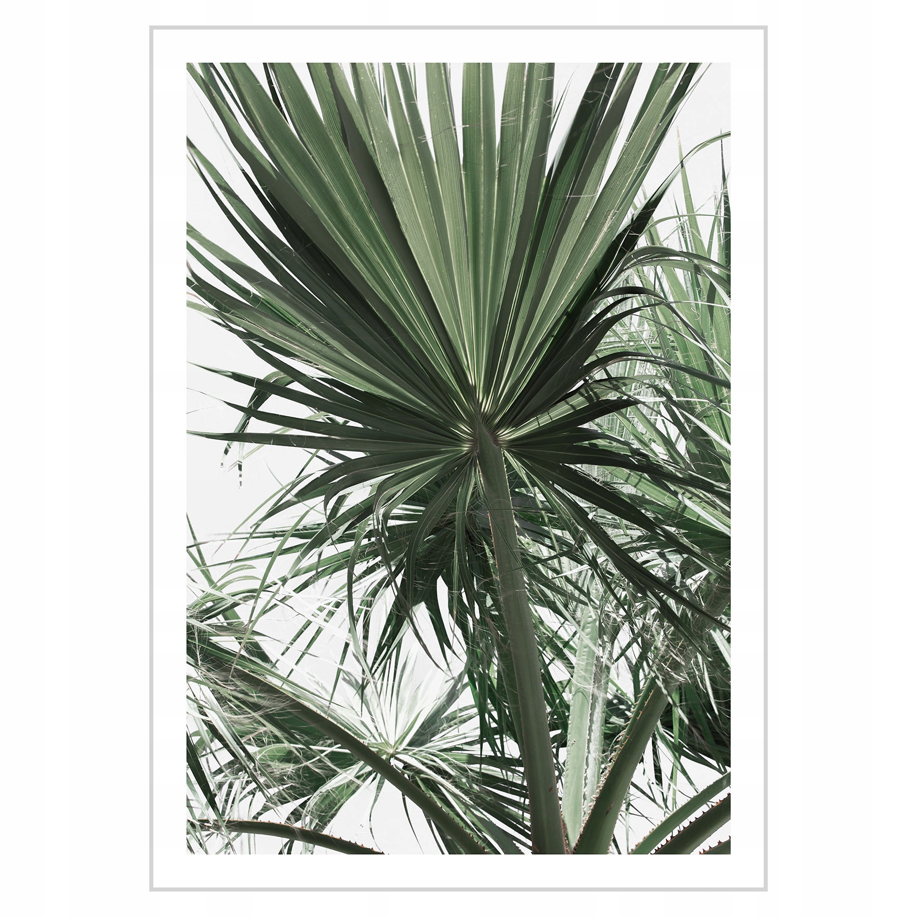 

Plakat 50x70 Zielone liście palmy N01