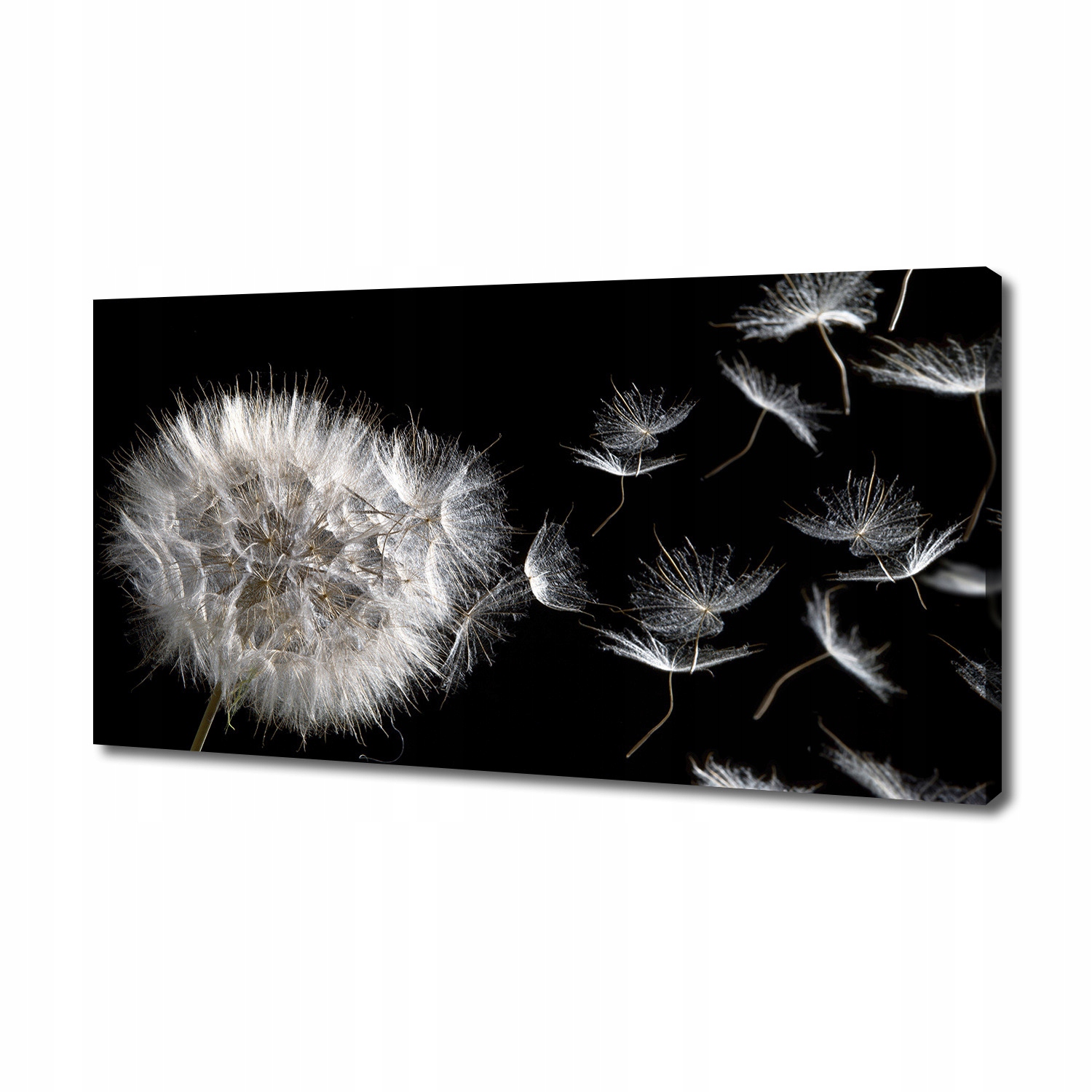 

Foto obraz canvas na ścianę Dmuchawiec 140x70 cm