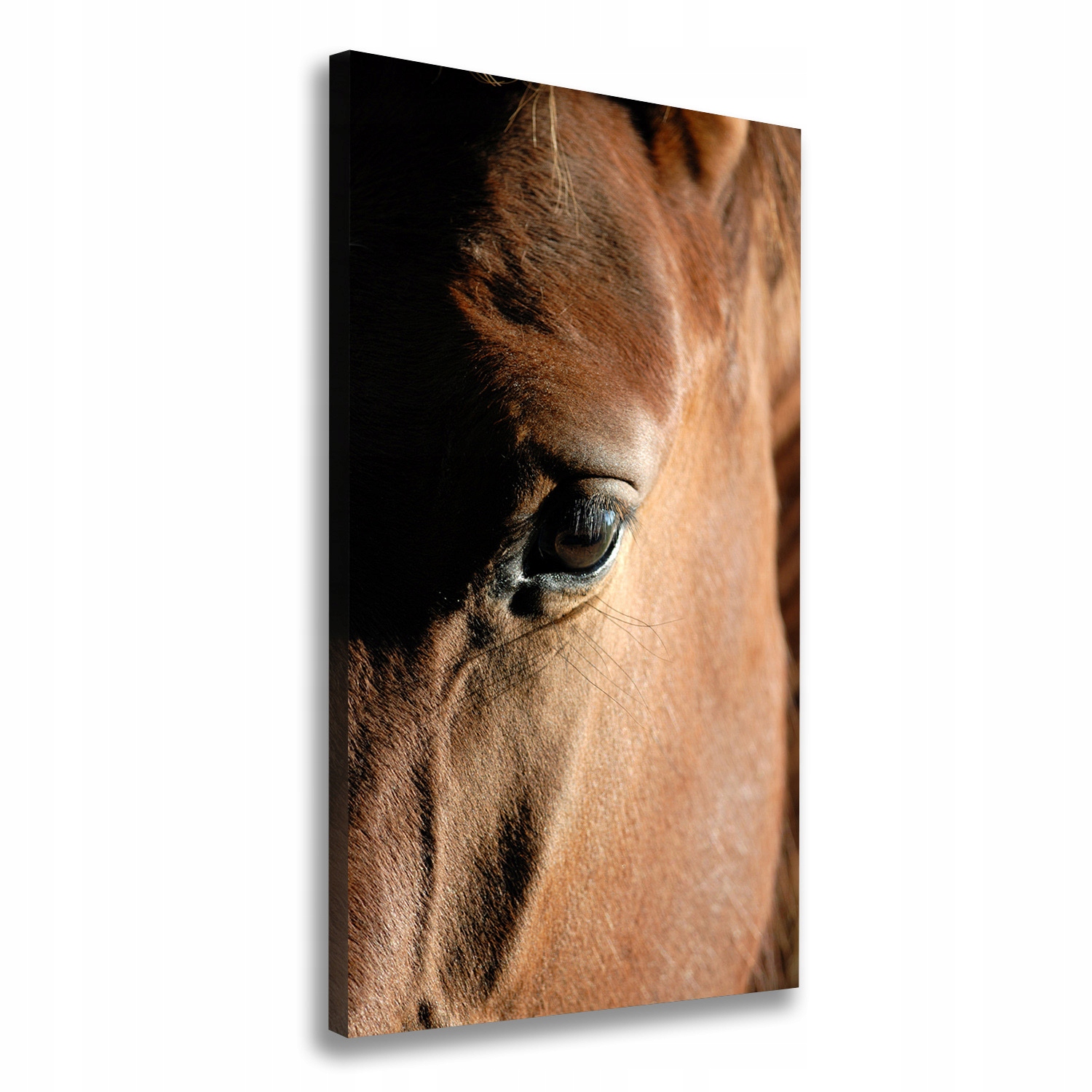 

Foto obraz canvas na ramie do salonu Koń 60x120 cm