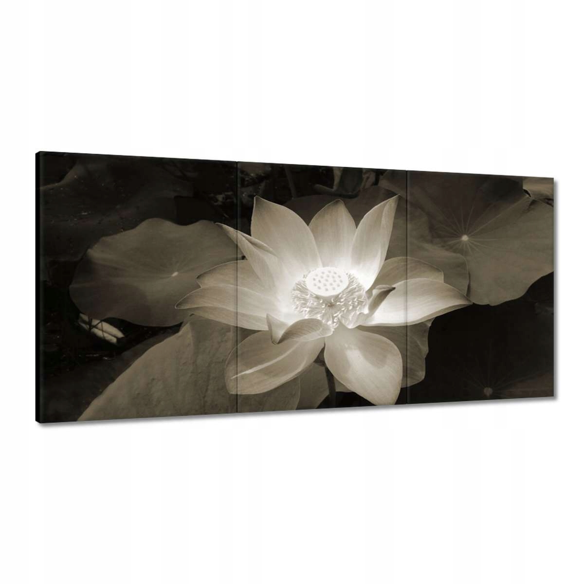 Obrazy 180x90 Lotos Lotosový kvet