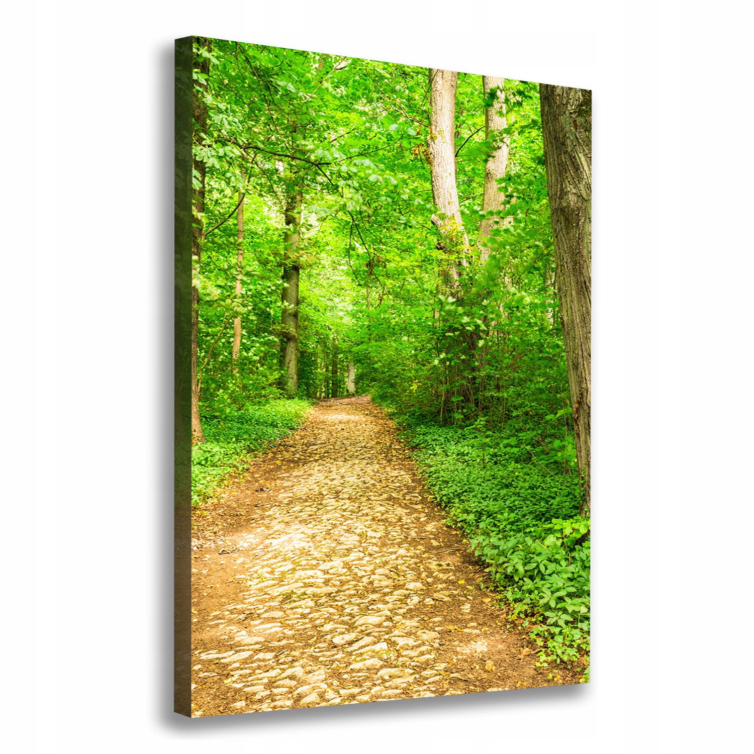 

Foto obraz na płótnie Ścieżka w lesie 70x100 cm