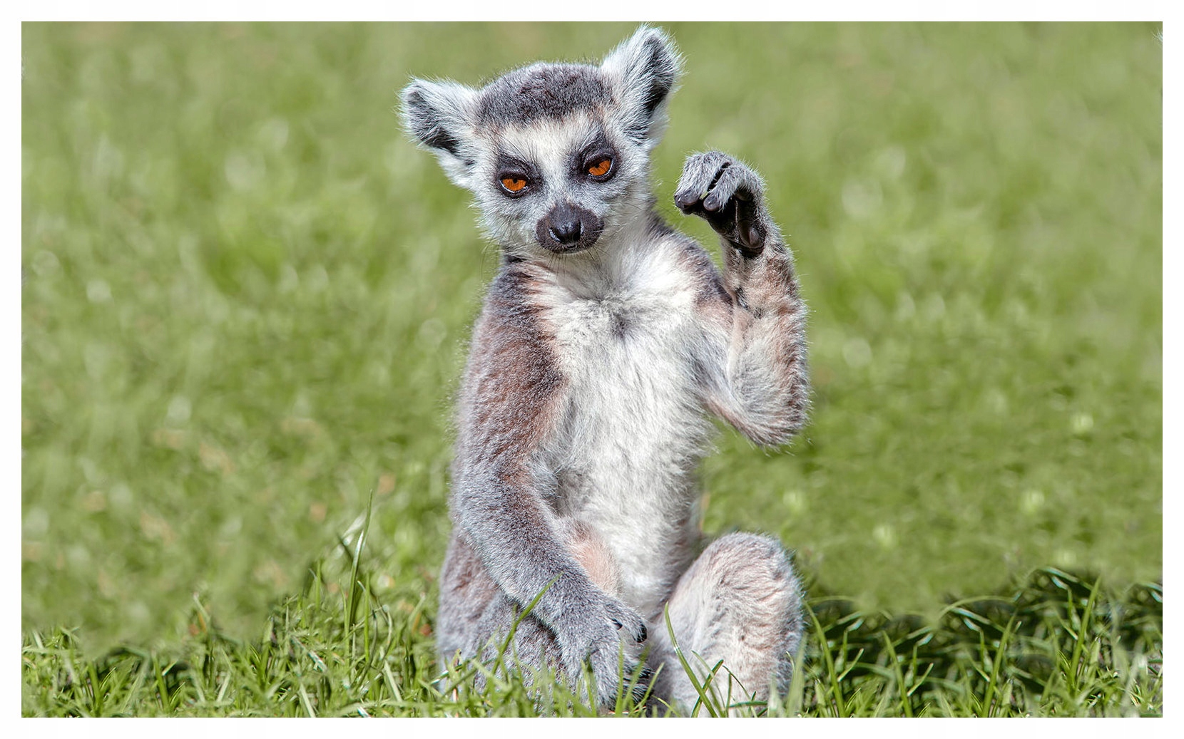 Vliesová fototapeta Lemur z Madagaskaru mává tlapkou 300x210 lepidlo